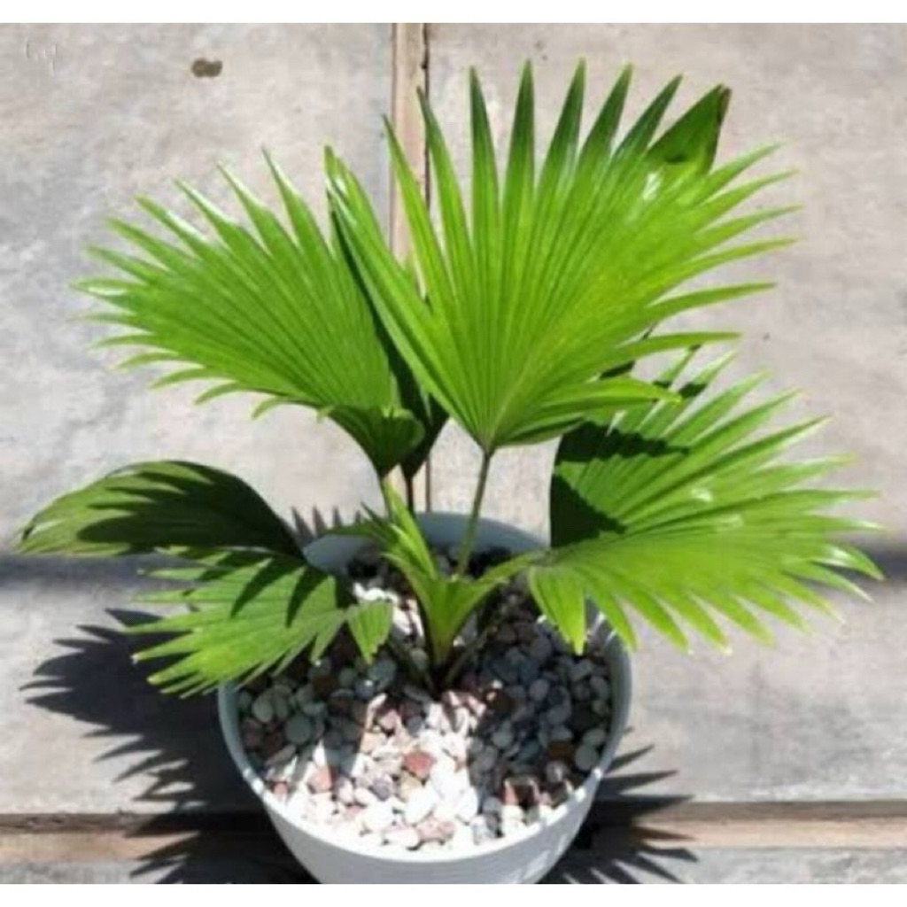 Tanaman Hias Palem Kipas - Tanaman Palem - Palem paleman