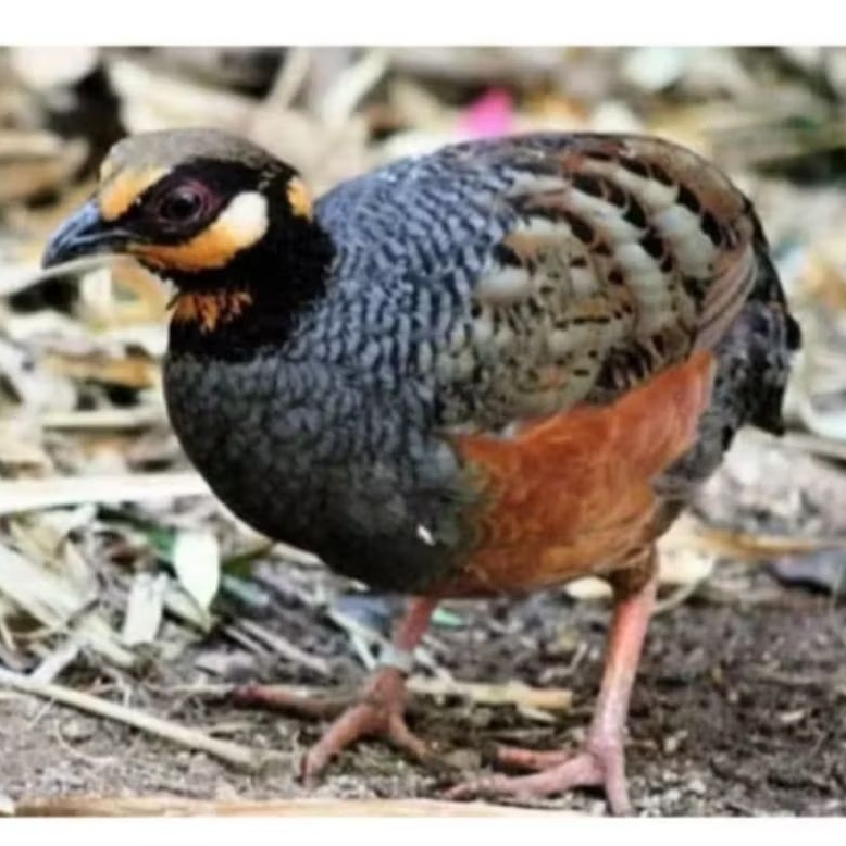 BURUNG PUYUH GONGGONG