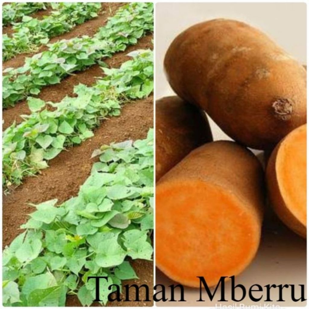 10 batang Tanaman ubi jalar kuning