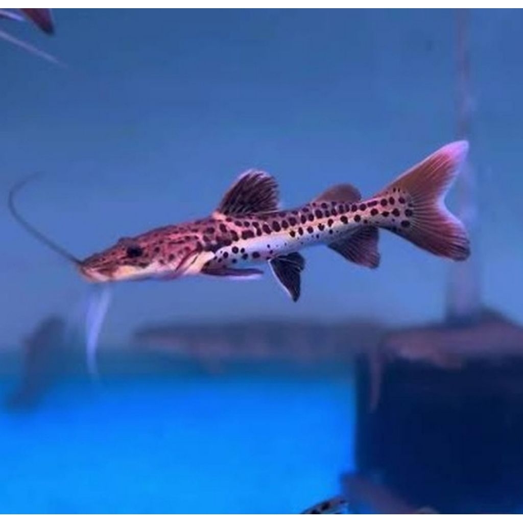 Leopard Catfish 8-10cm - Ikan Hias Aquarium