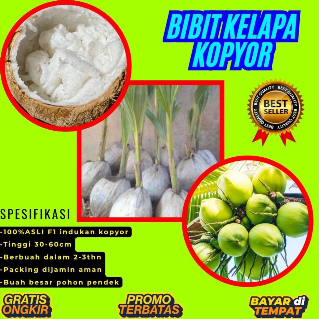 TERPERCAYA  Bibit Kelapa Kopyor Trubus