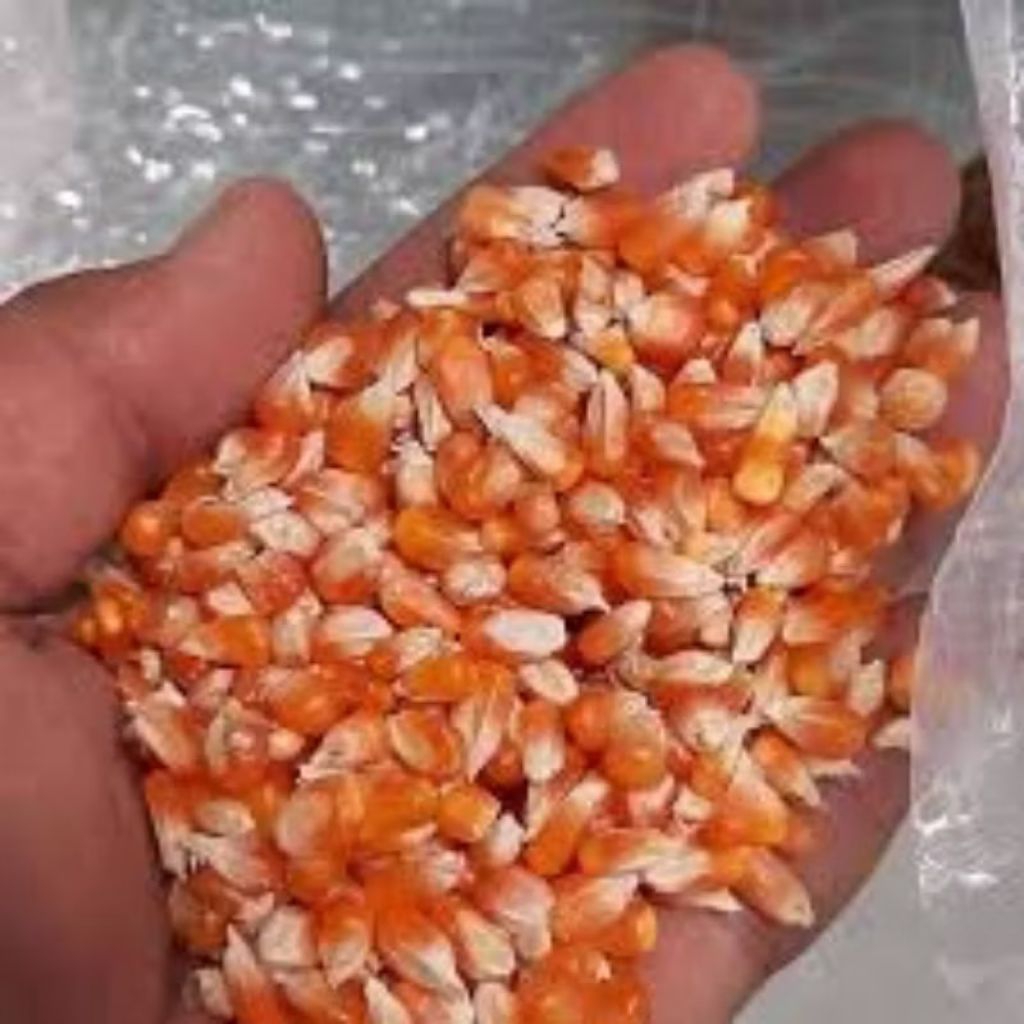 Jagung Kristal Joss 25KG Pakan Ternak