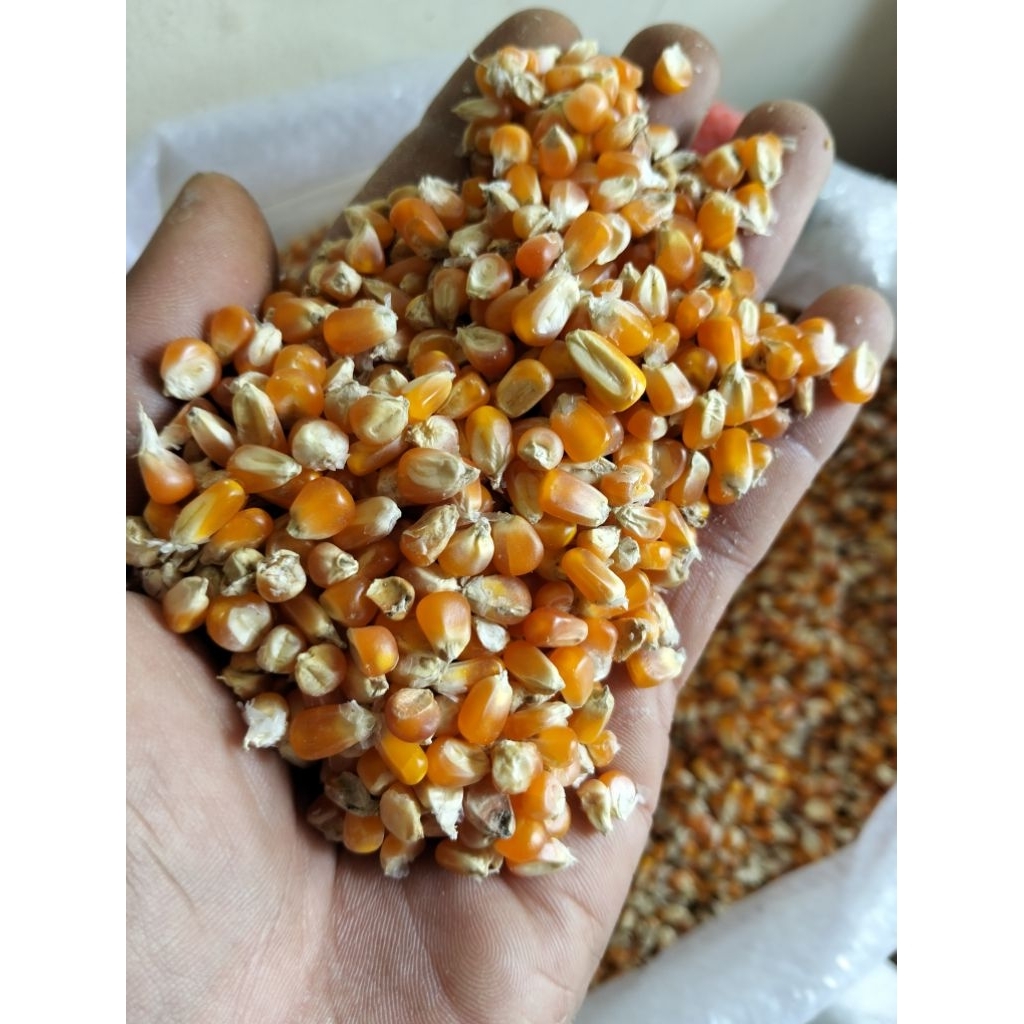 Jagung Super Kristal Merpati Bersih Berkualitas