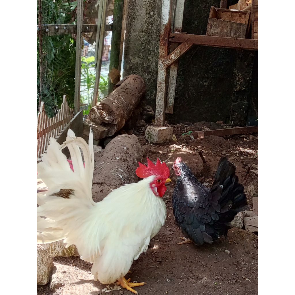ayam Kate istimewa sepasang