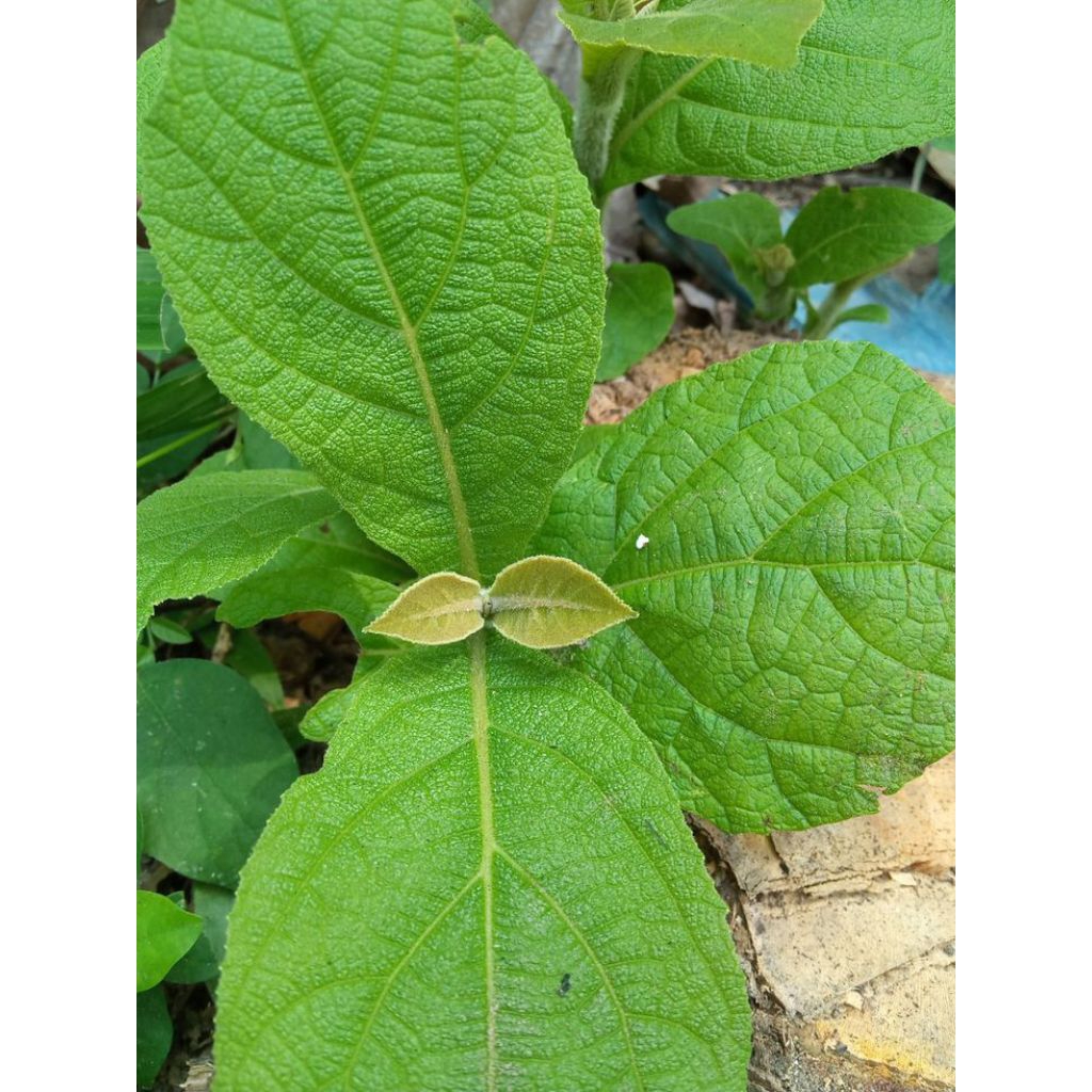 daun jati segar harga perlembar | ukuran lebar dan sesuai untuk bungkus makanan