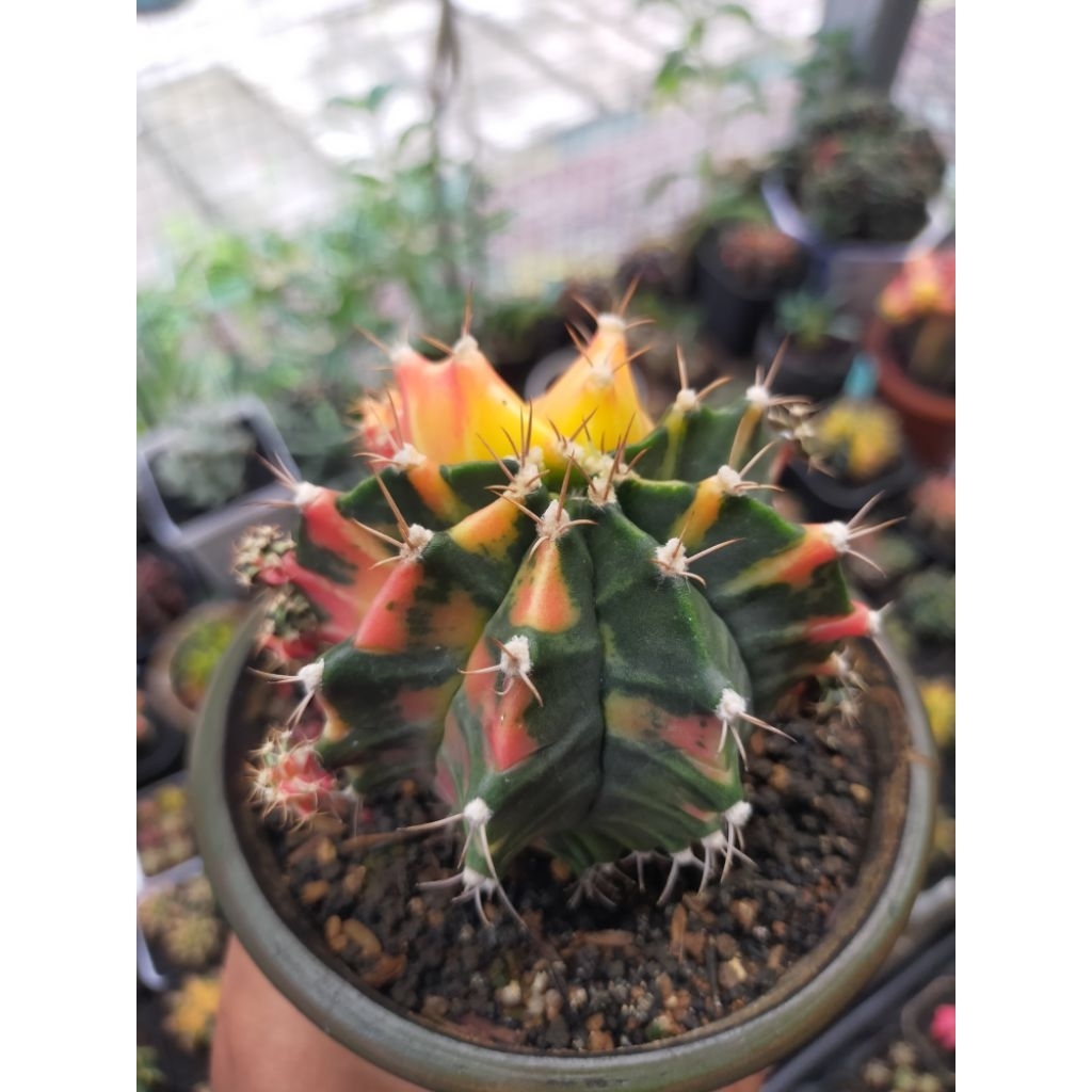 Gymno Miha Hybrid Variegata Joss Induk Seedling