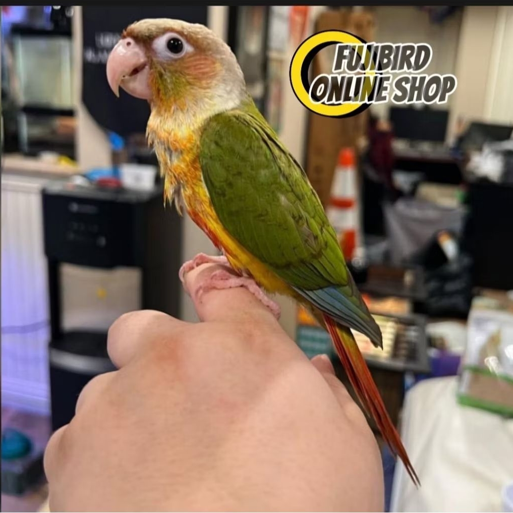 BURUNG PINEAPPLE CINNAMON CONURE ANAKAN JINAK