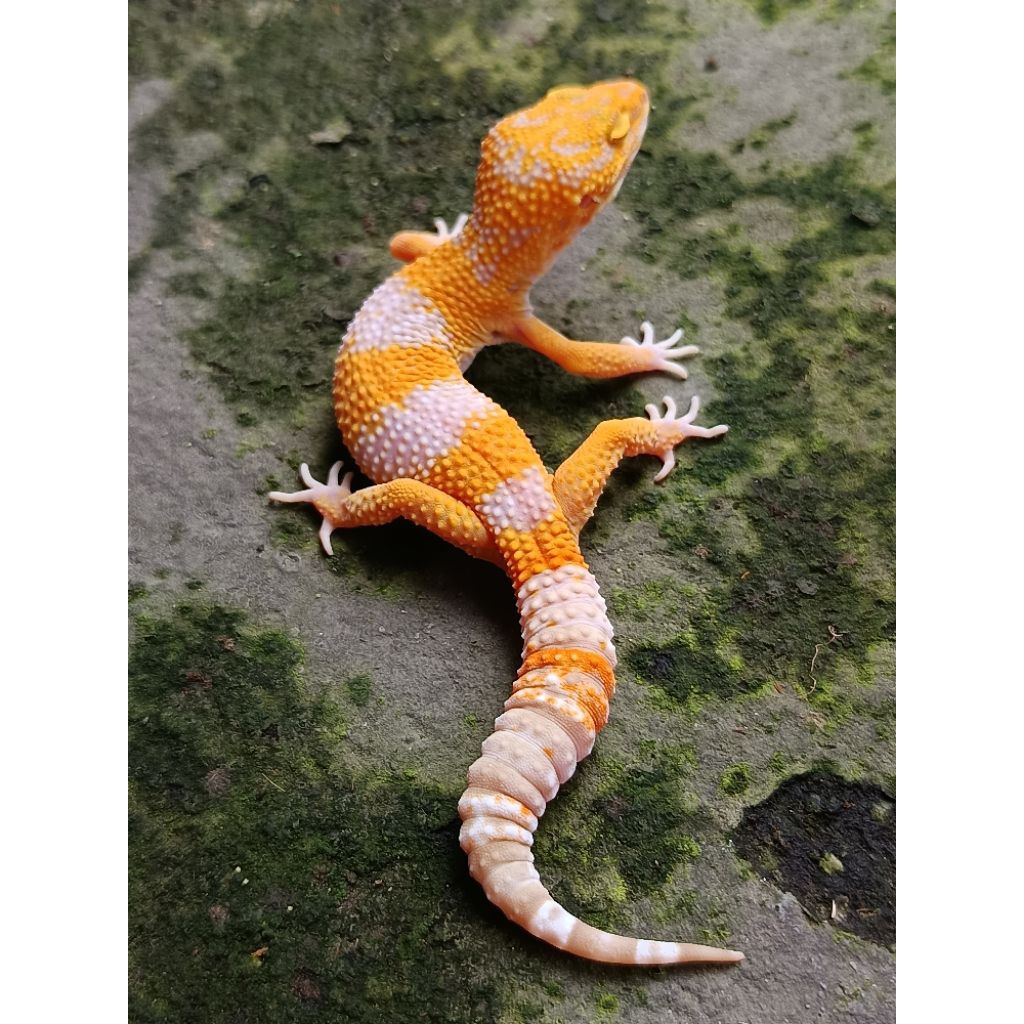 figure leopard gecko Tremper Lavender female