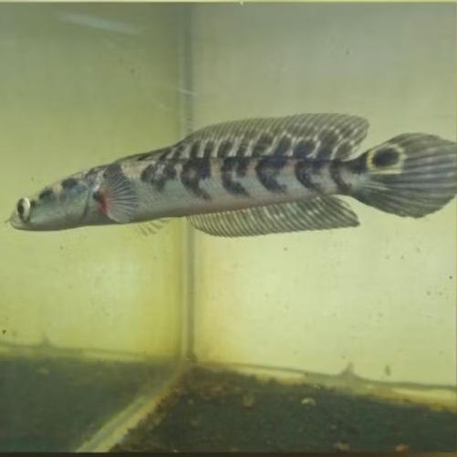 stiker ys maru simet 7 8cm/ys simet