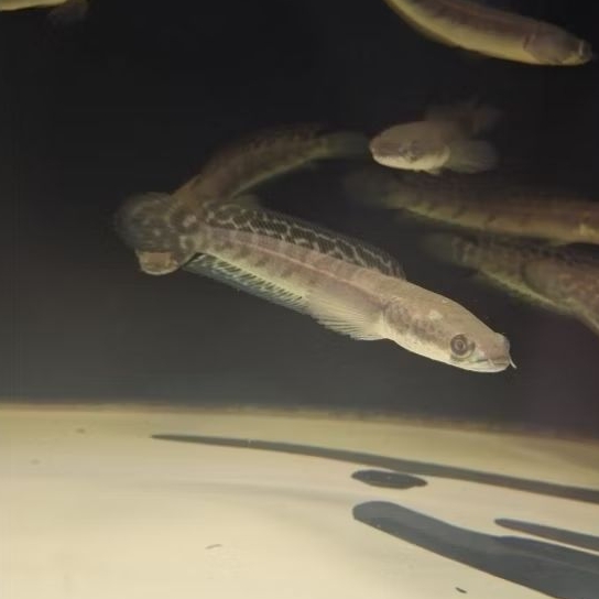 stiker ys simet 8 10cm/ys maru/ys simet