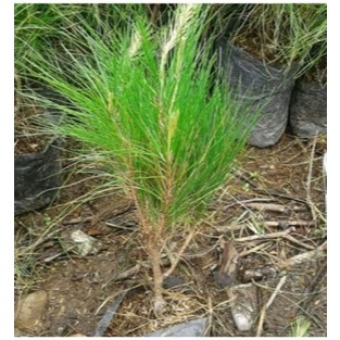 Bibit Pohon Pinus