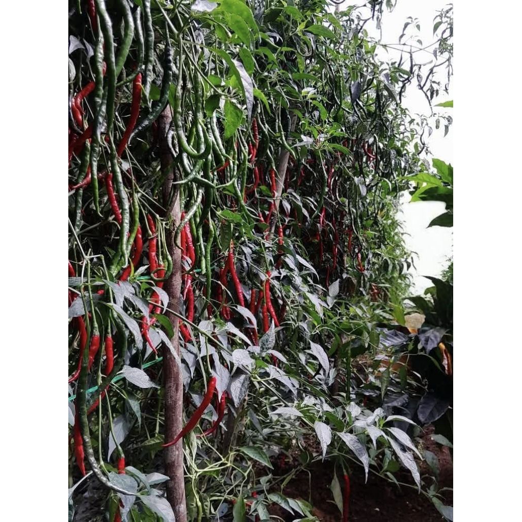 [[COD]] bibit/benih cabe lokal BATU GARUT 11gram