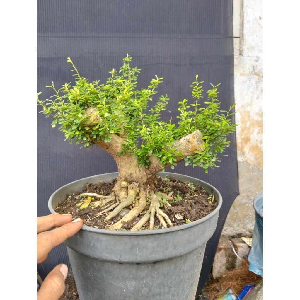 Bahan bonsai saeng simbur super mikro sesuai gambar