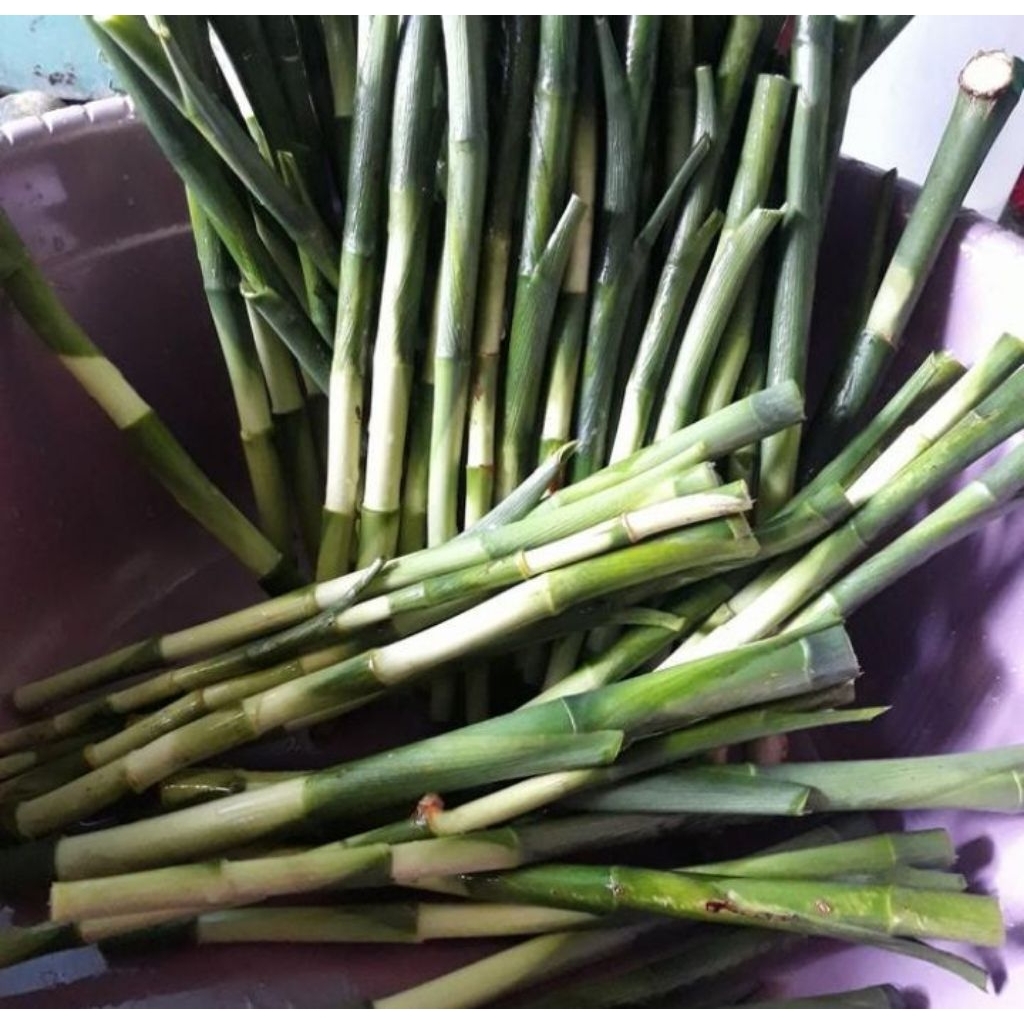 Tanaman bambu hoki panjang 30 cm
