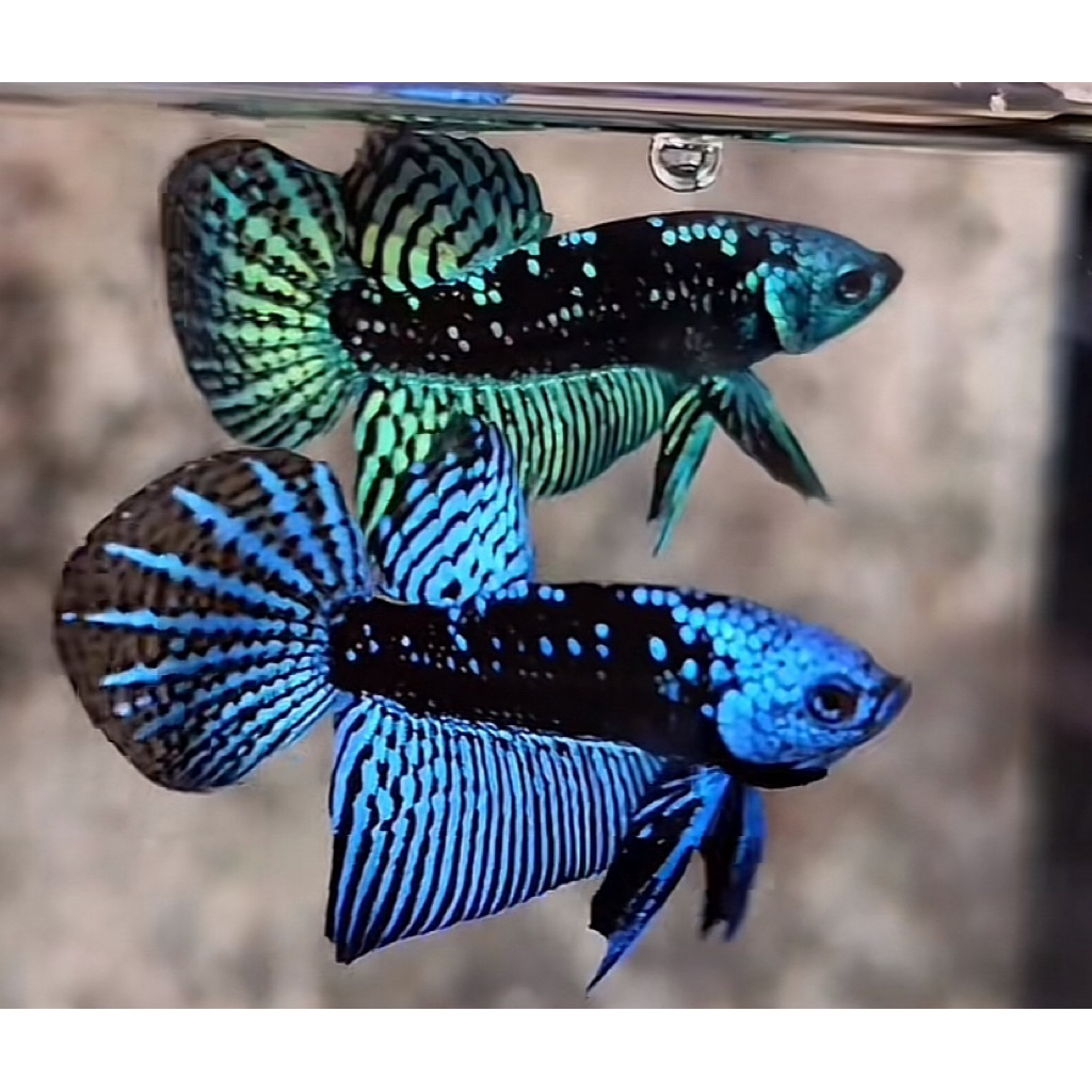 hiasan cupang wild betta alien samurai avatar green blue