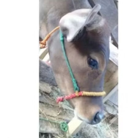 TEBANG SAPI/HALTER SAPI/PENGIKAT KEPALA SAPI (khusus sapi bali/kampung/biasa)