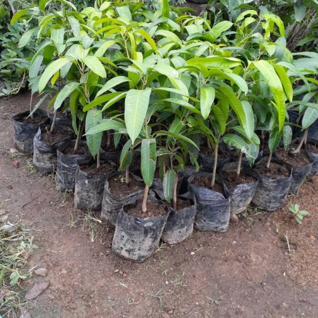 Bibit Mangga Kiojay Jumbo Okulasi Siap Berbuah