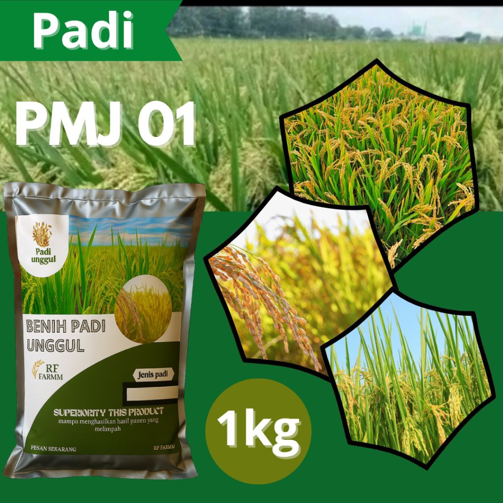 bibit padi PMJ 01 benih padi PMJ 01 3pcs original