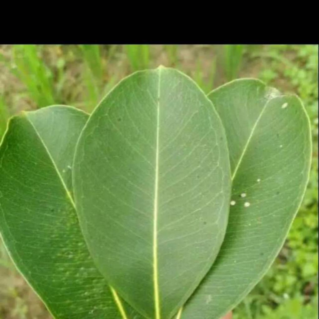 Daun Juwet/Duwet Jamblang Segar 50 Lembar