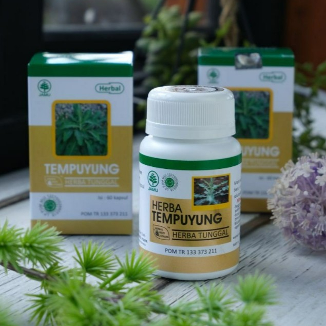 HERBAL INDO UTAMA - Tempuyung Herbal Batu Ginjal Empedu Saluran Kencing - Obat Herbal Batu Empedu