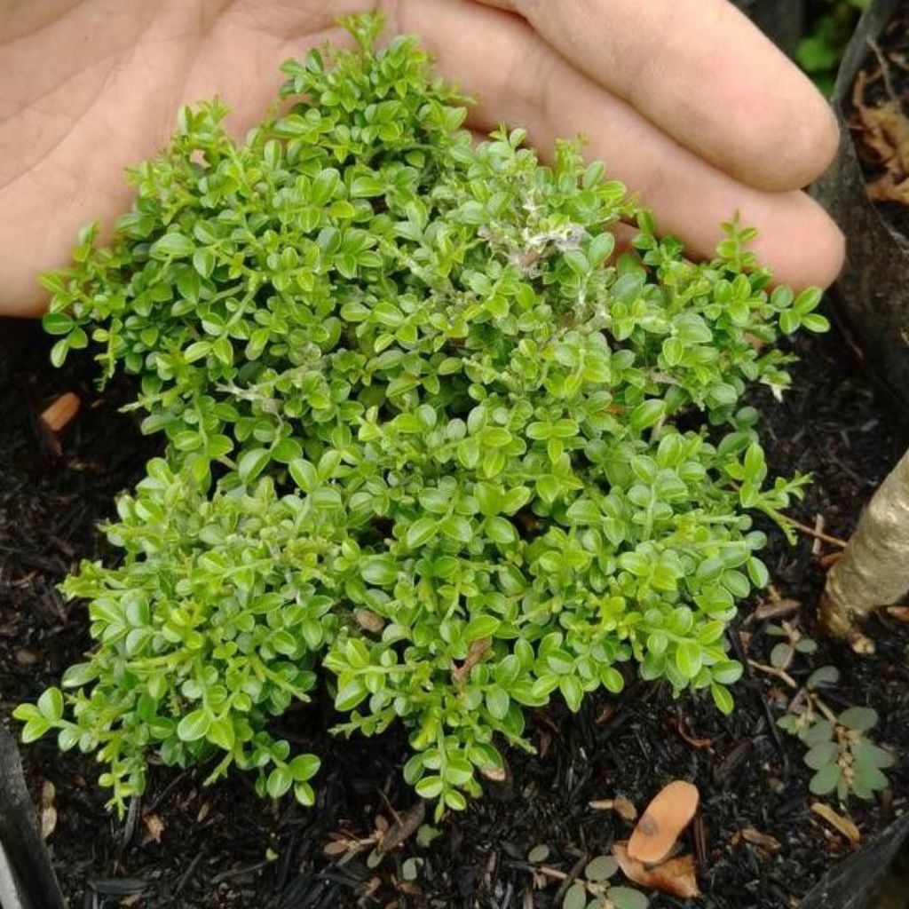 HARGA PROMO BELI 2 GRATIS 1| Tanaman Hias ( KEMUNING SUPER MIKRO GOLDEN ) Cocok Buat Bahan BONSAI.