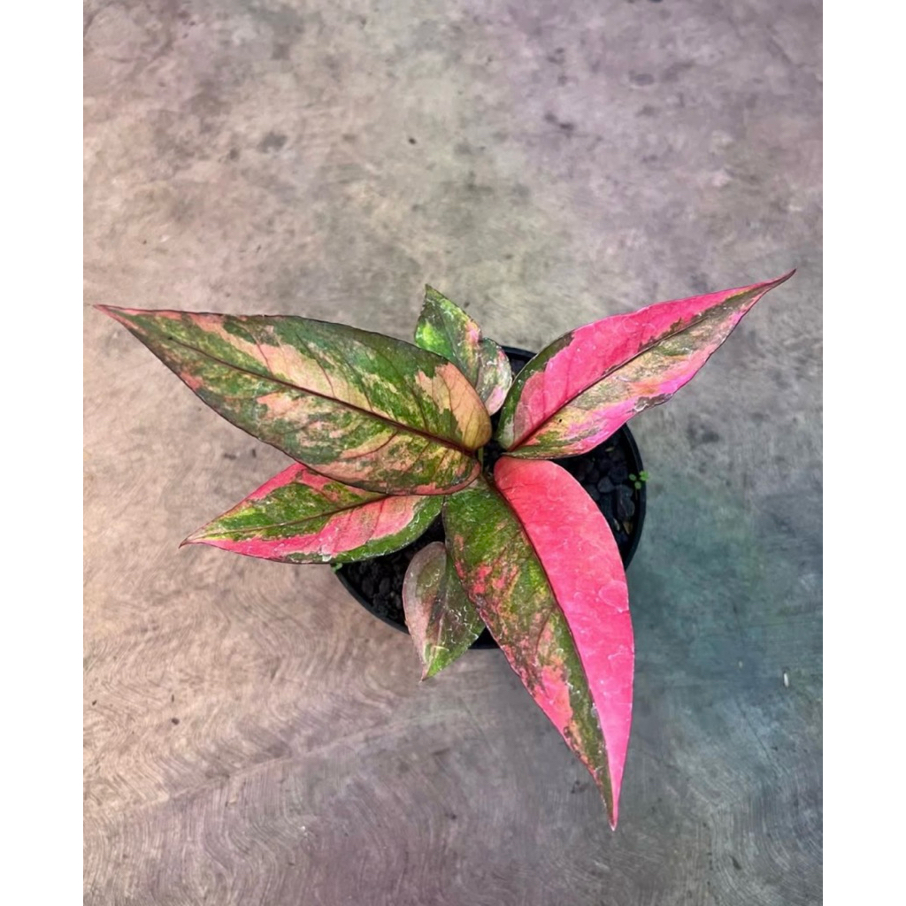 Anthurium Hookeri pink variegated