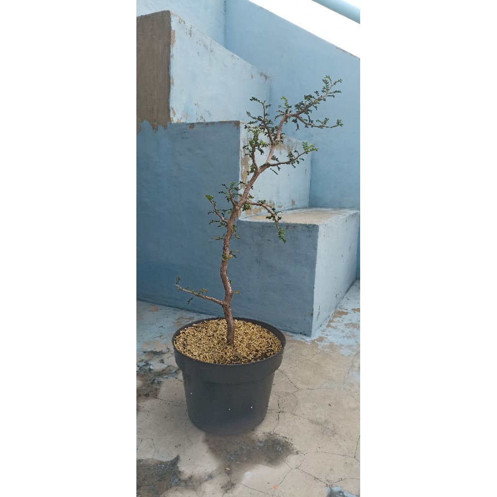 commiphora monstruosa tanaman caudex