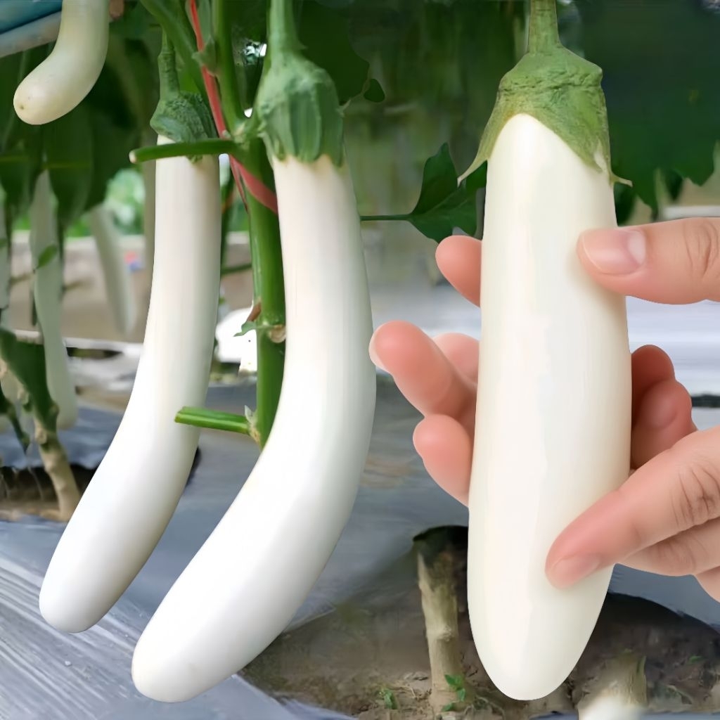 50 Butir Benih Terong Putih pulus Benih Terong panjang