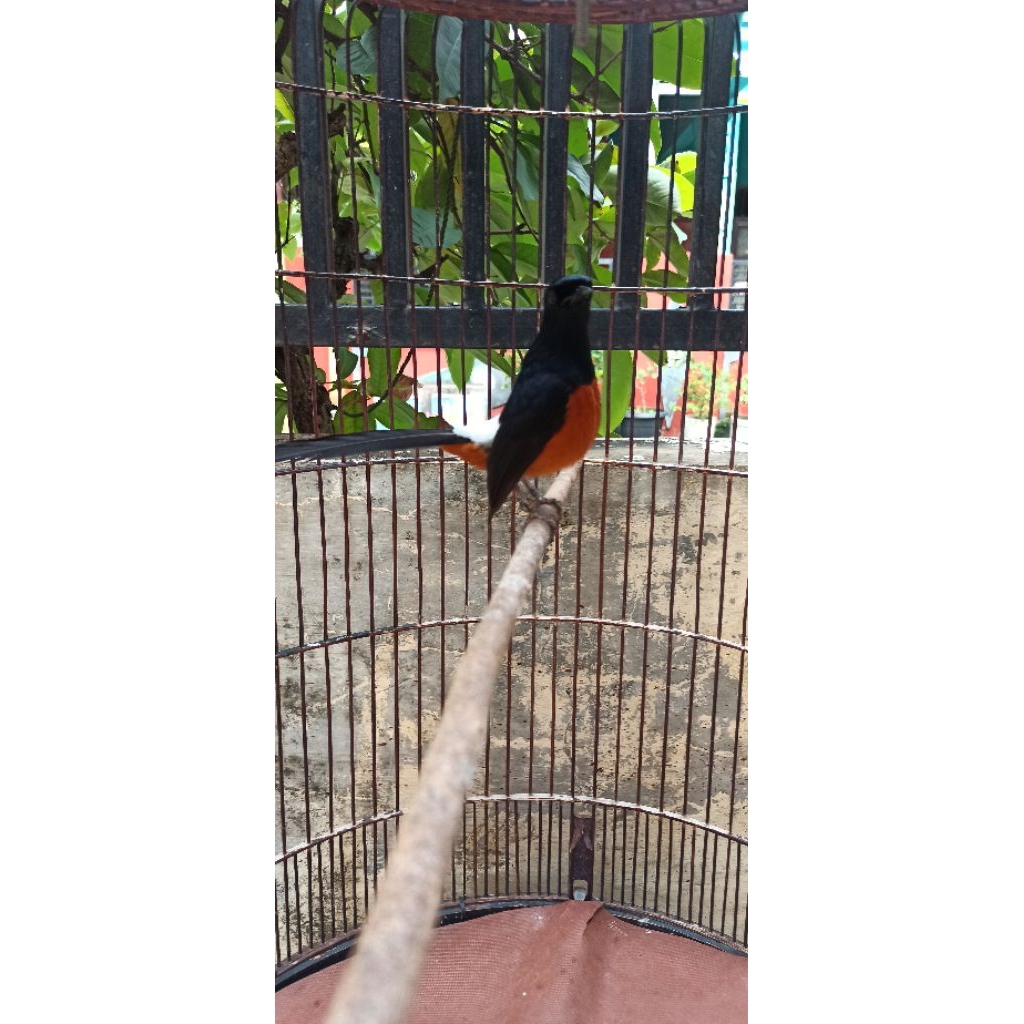 Murai Batu Prestasian Double Ring APBN