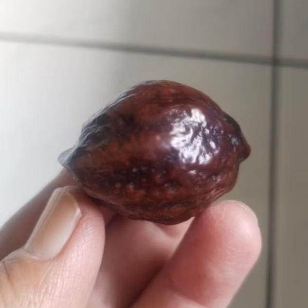 Kemiri Adu Muncang Adu Jalim Misteri Pasangan Mewah Size Jumbo