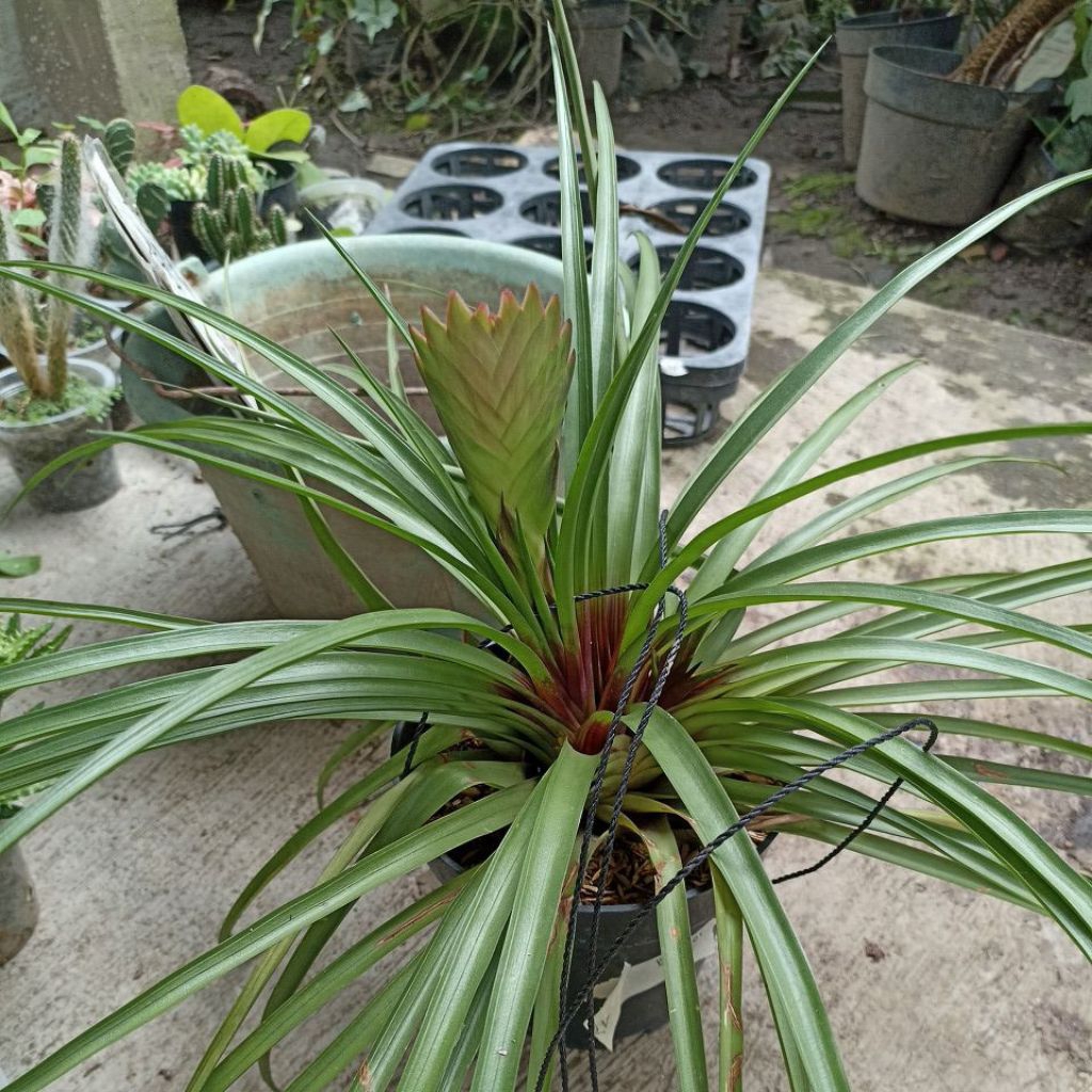 tilandsia ciaenae