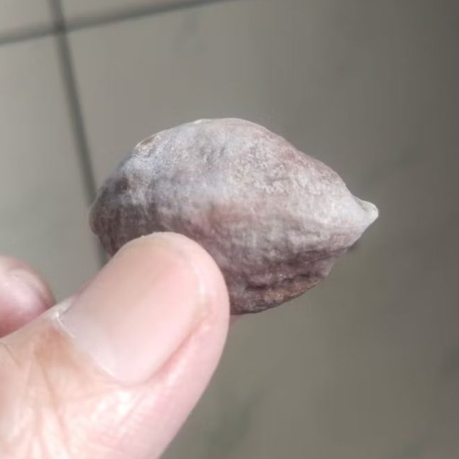 Kemiri Adu Muncang Adu Pedang ZT Ori Tua Jatuhan