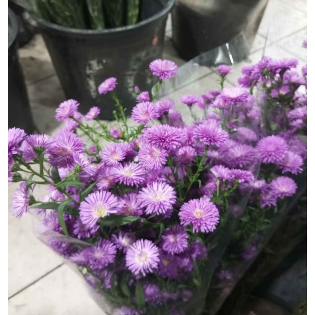 Bunga pikok ungu asli fresh | bunga pikok hidup