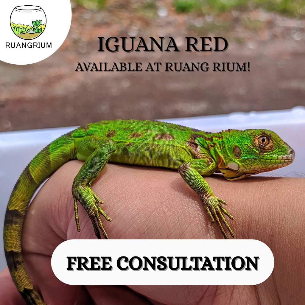 Mainan Iguana Red || Red Iguana || igy || igy Red