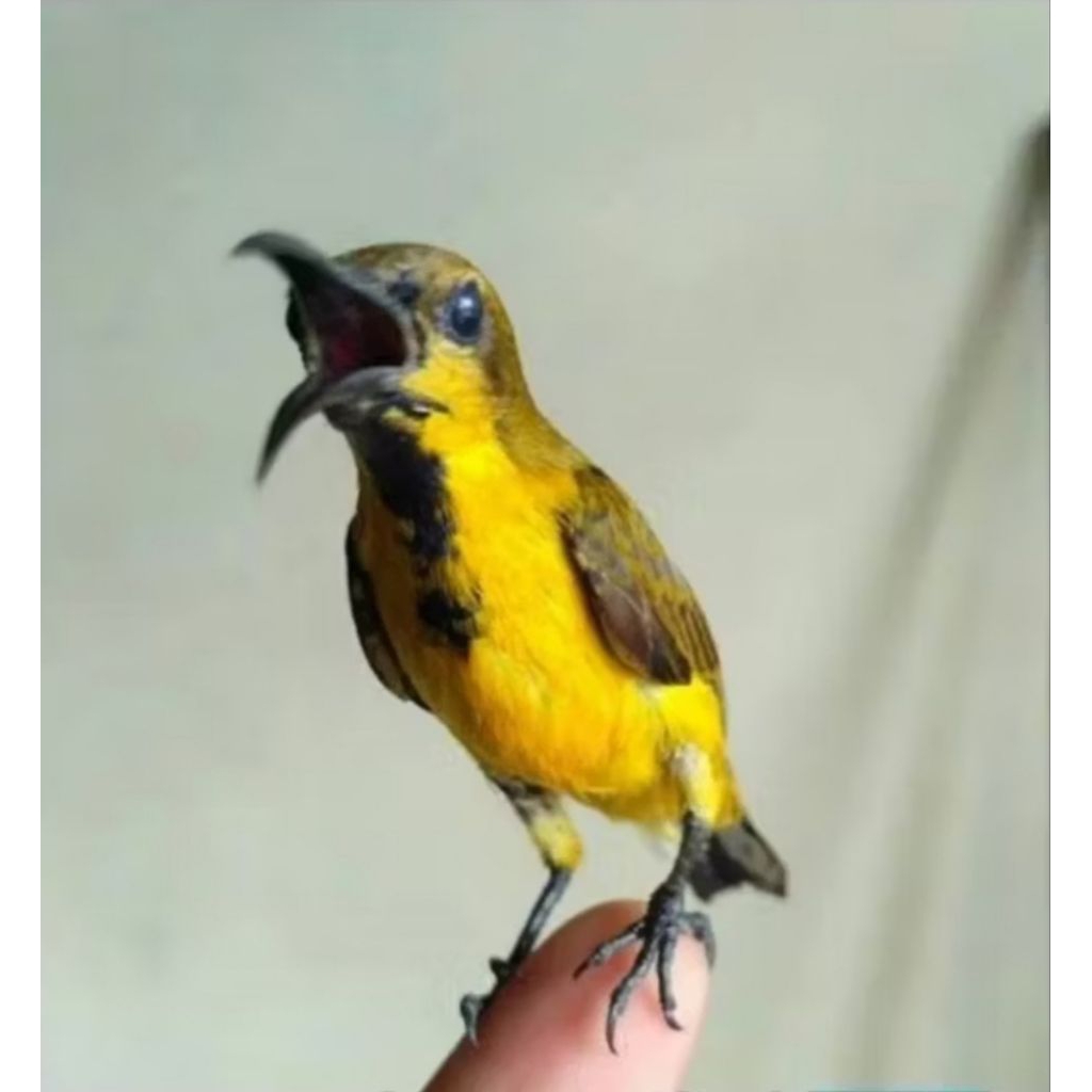 Burung Sogon trotol Jantan Mulus rawatan