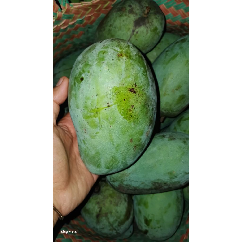 2KG MANGGA HARUM MANIS MENTAH (dijatim mangga gadung)
