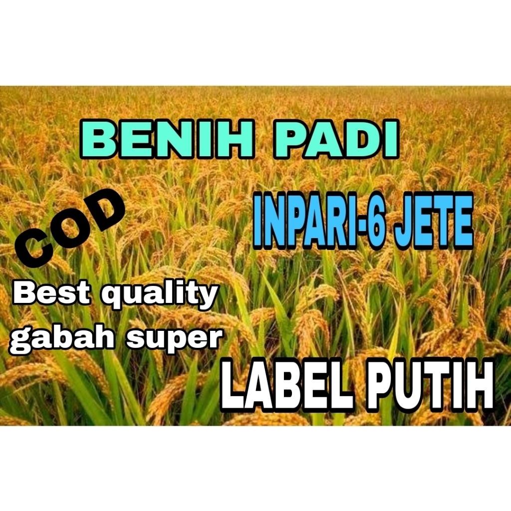 BENIH PADI 5KG INPARI-6 JETE SUPER UNGGUL LABEL PUTIH GABAH KWALITAS TERBAIK TERPOPULER HASIL TERBAN