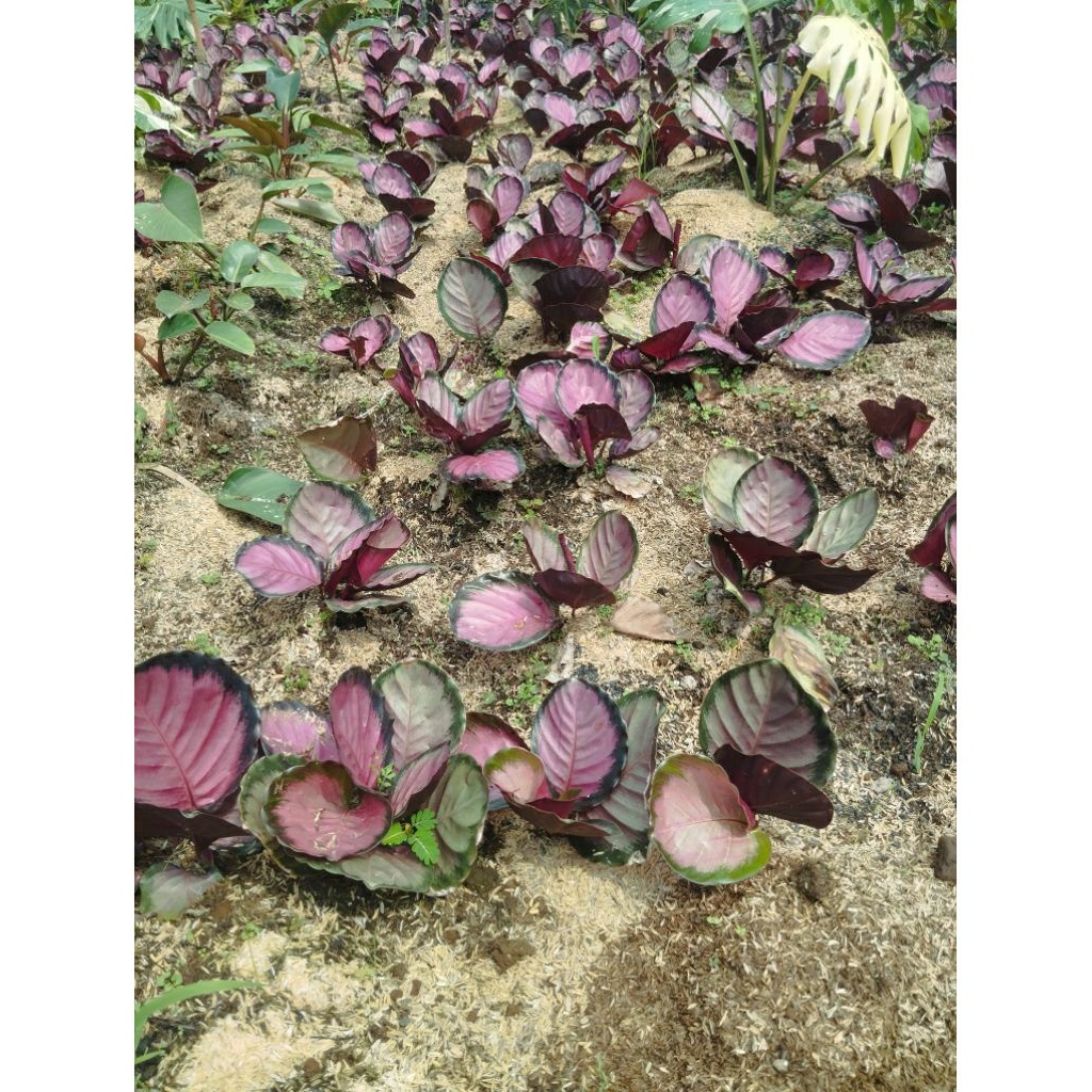 CALATEA PING CRIMSON - CALATEA CRIMSON