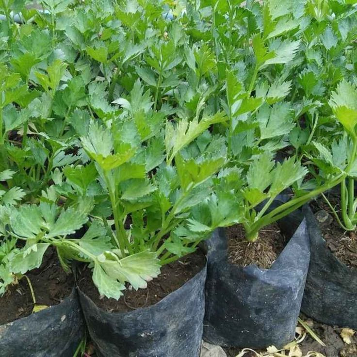 Tanaman Seledir Organik   Seledri Polybag - Tanaman Sayur Seledri Organic - Tanaman Obat Seledri