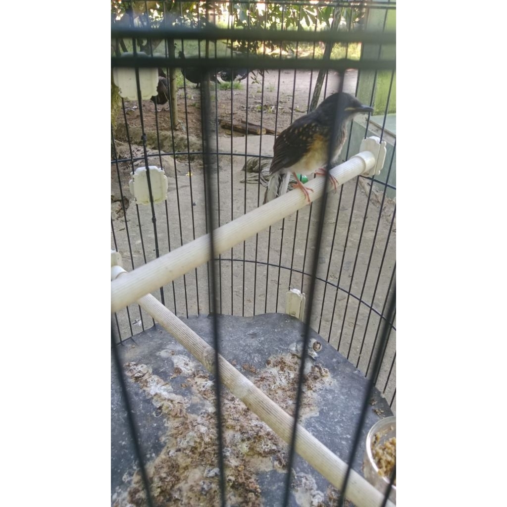 anak burung murai batu