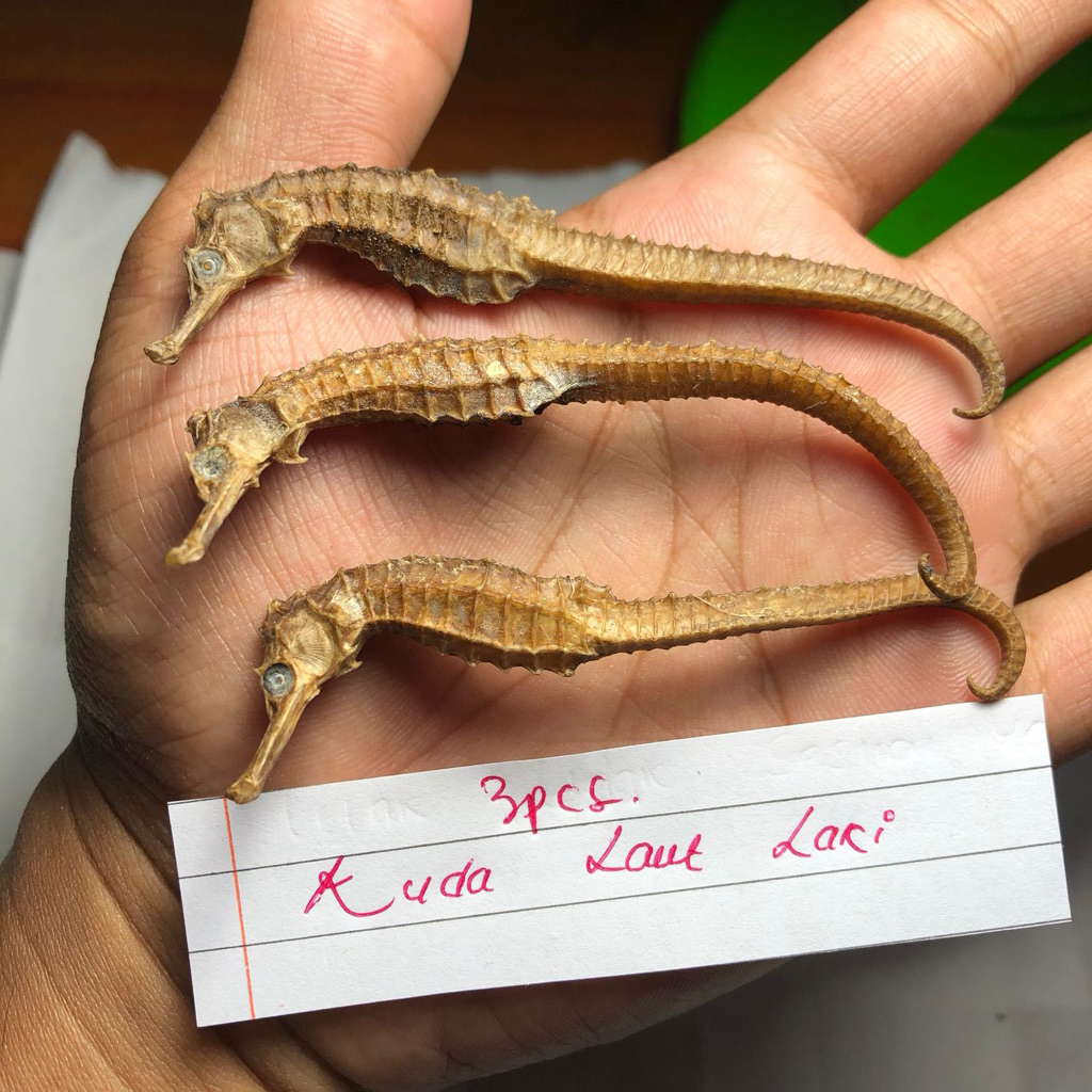 Kuda Laut Tunggal Asli Kalimantan 3pcs
