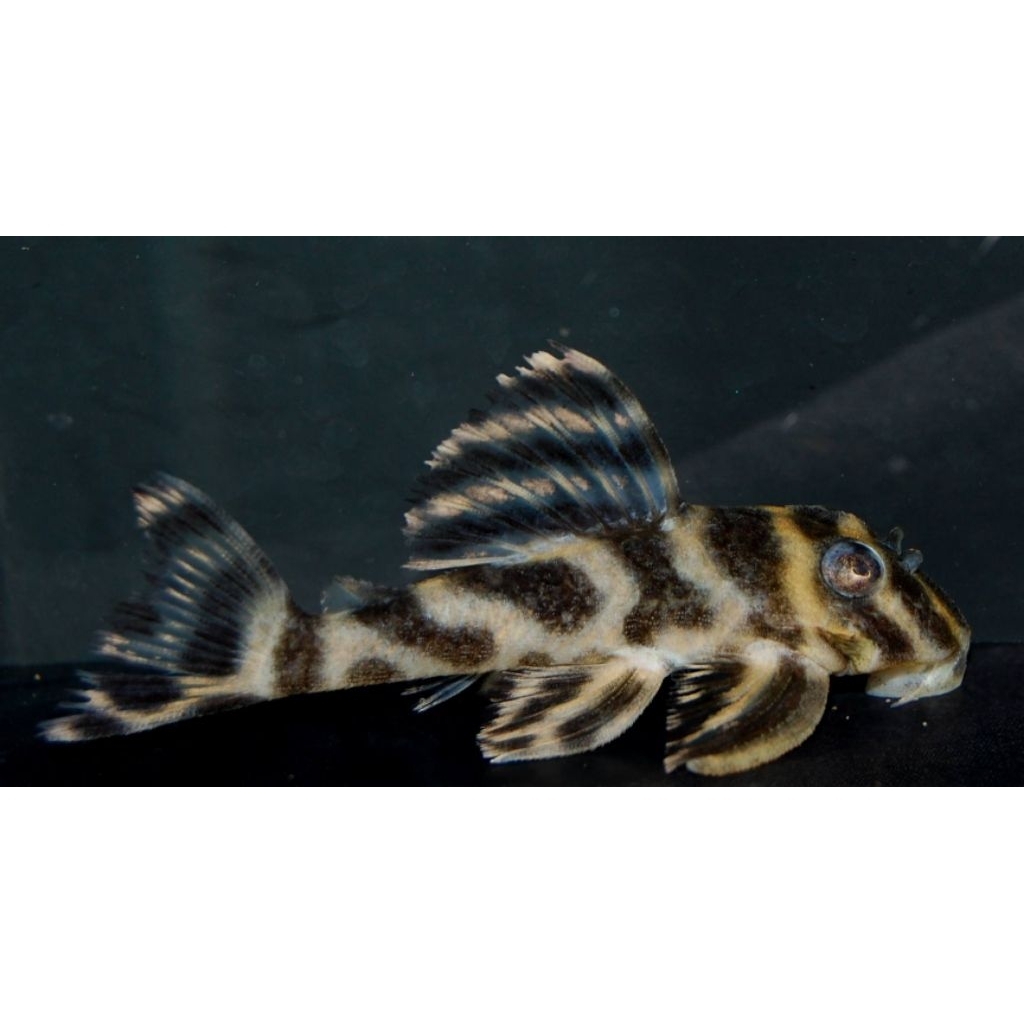 Ikan sapu-sapu pleco L199 yellowhead zebra