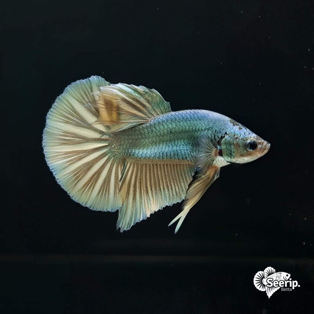 HMPK Copper | Seerip Betta