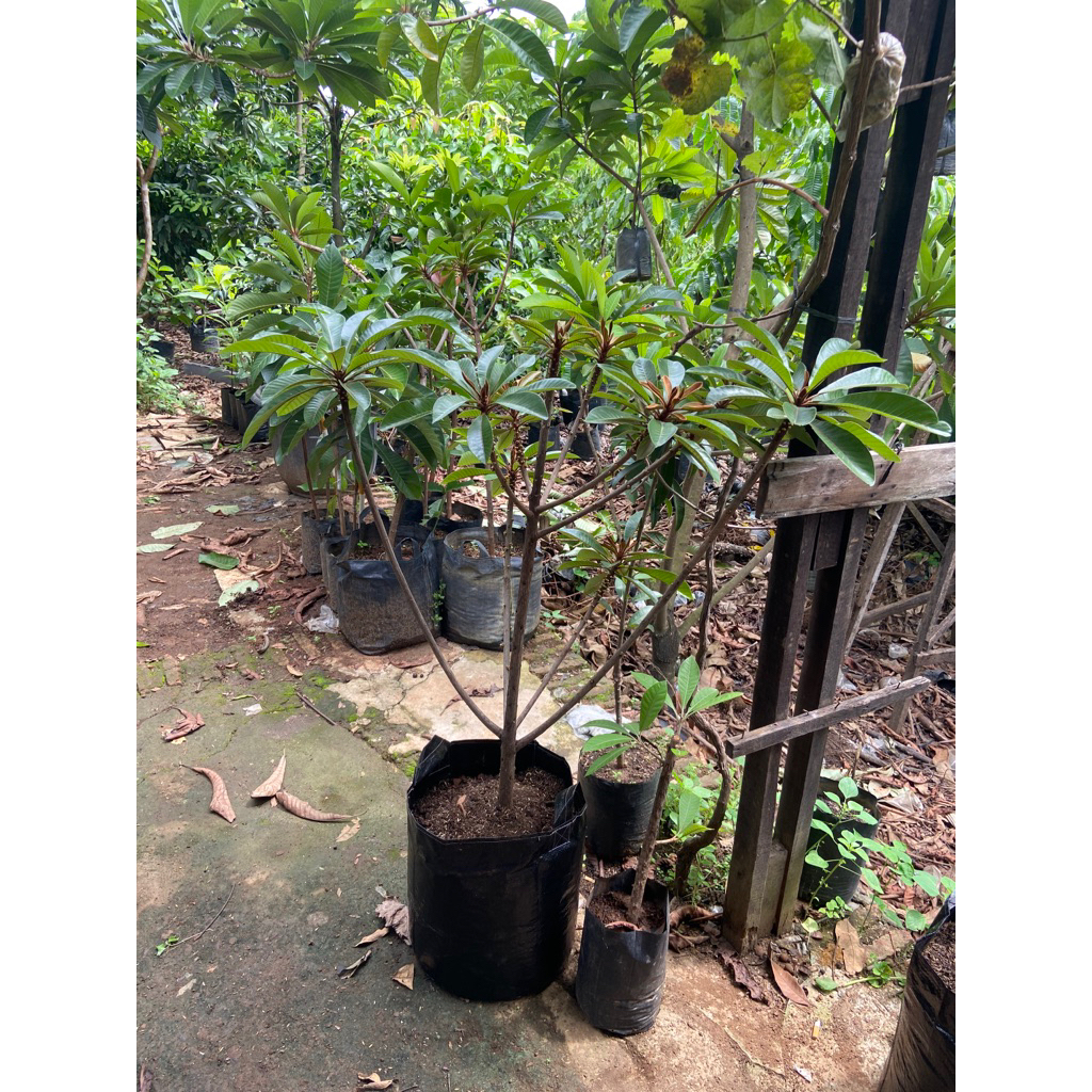 planterbag mamey sapote Lorito