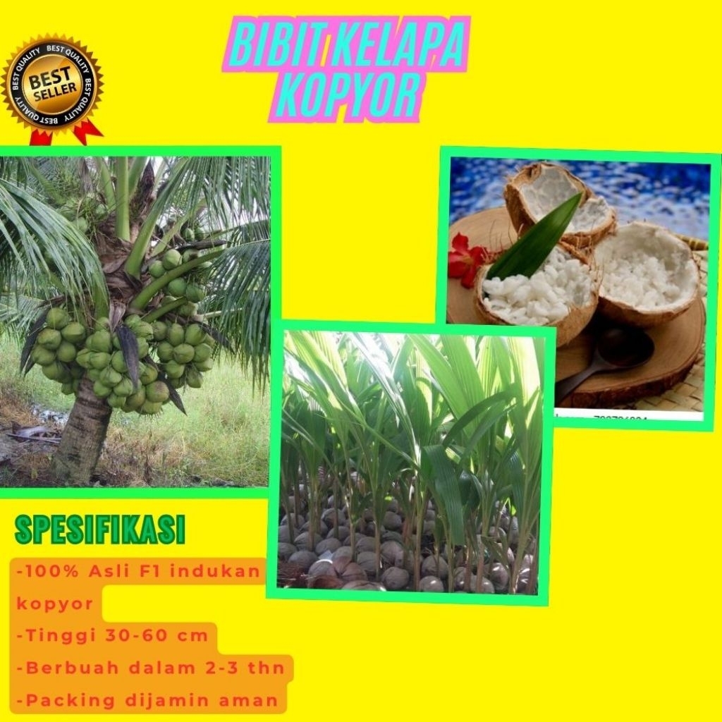 DIJAMIN ASLI  Bibit Kelapa Kopyor Bersertifikat, Bibit Kelapa Kopyor Genjah