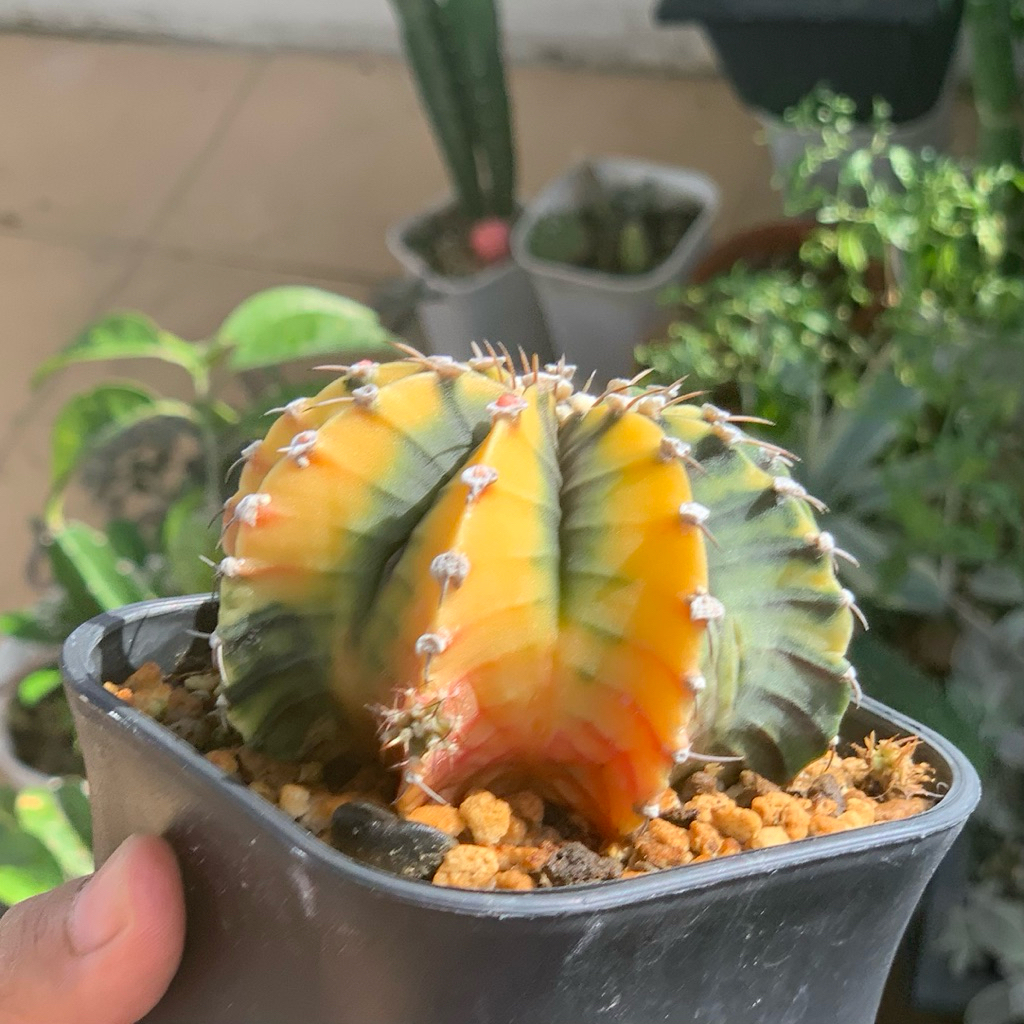 Gymnocalycium Lb var Varigata Kaktus Gymno miha Var pink Tanaman hias hidup gurun hadiah gift hobby 