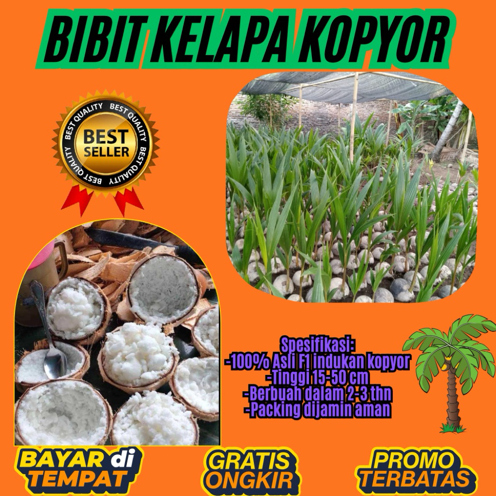 POHON PENDEK  Bibit Kelapa Kopyor Harga, Bibit Kelapa Kopyor Jelly, Bibit Kelapa Kopyor Jelly Thaila