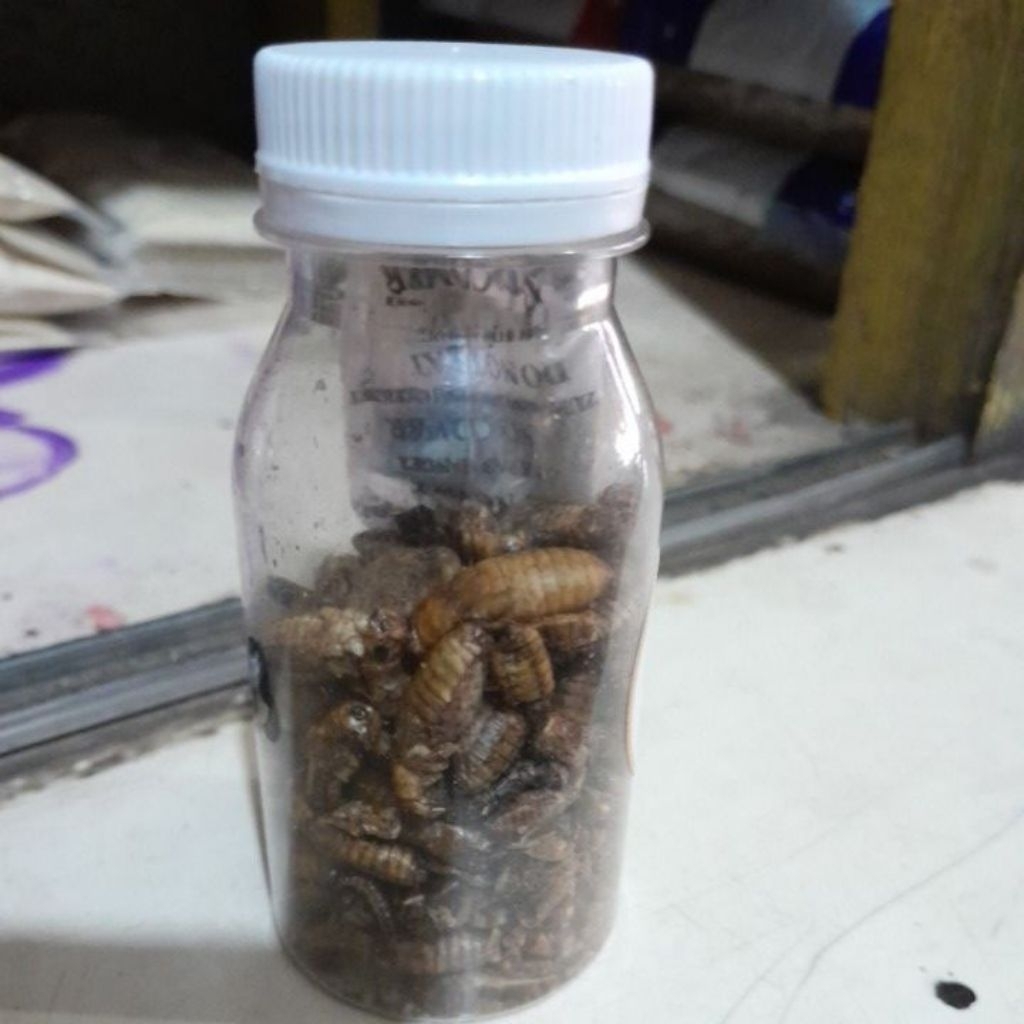 JANGKRIK Kering - Pakan Burung dan Umpan Pancing