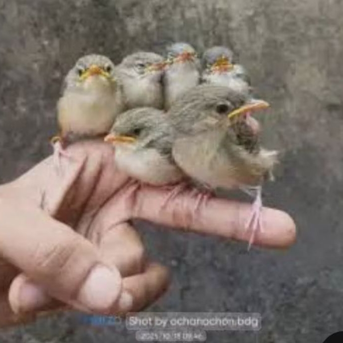 CIBLEK GUNUNG ANAKAN