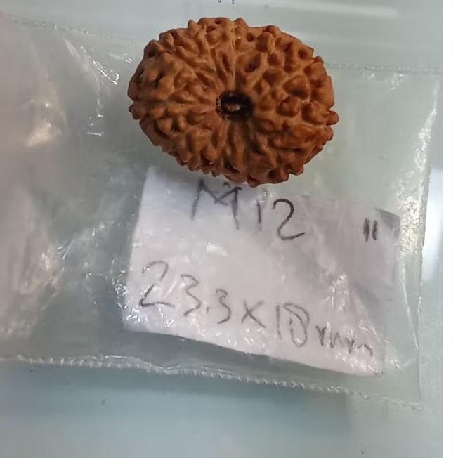 Rudraksha jenitri mukhi 12 super besar 23mm